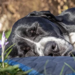 Hundematten Konfigurieren