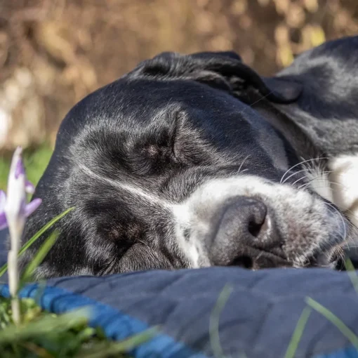 Ylva fühlt sich auf der BUMER Hundematte sehr wohl